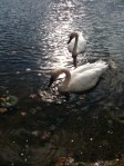 Swans