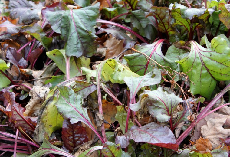 Beets – November 21:09